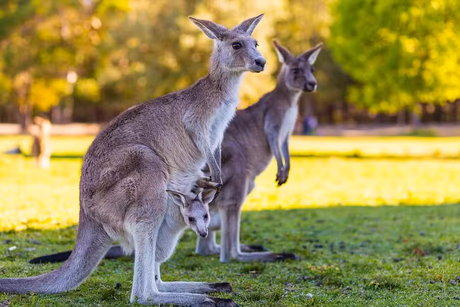 Kangaroo Island Highlights Overnight Tour