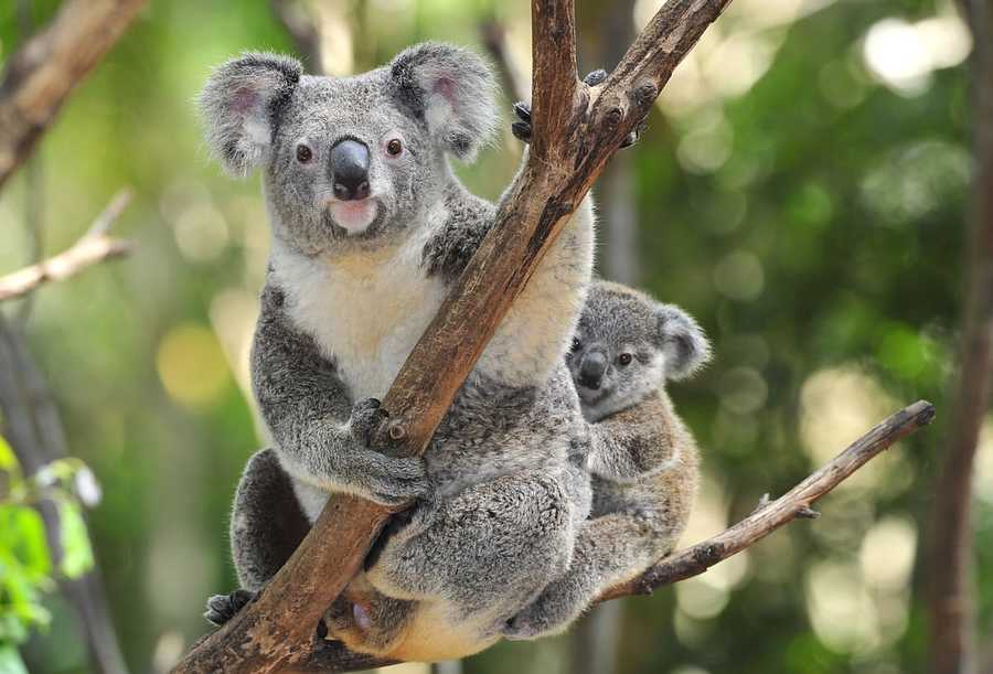 A guide to Australia's Wildlife