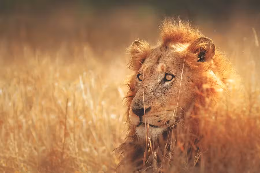 Experience South Africa,  South Africa