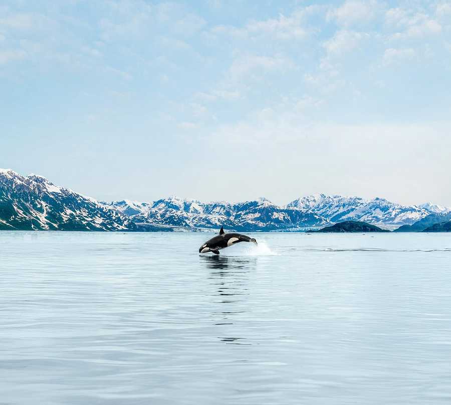 Holland America Line