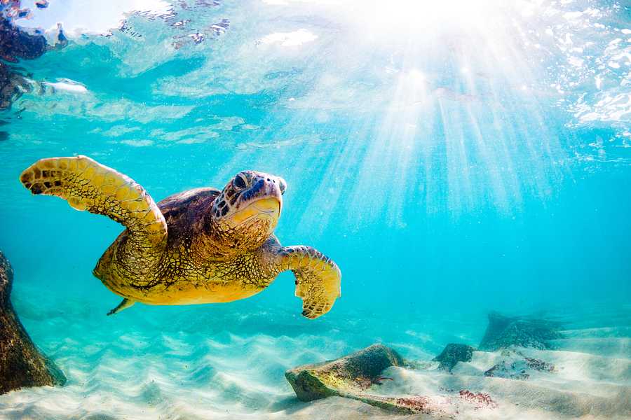 The Ambassador of Waikiki, Hawaii