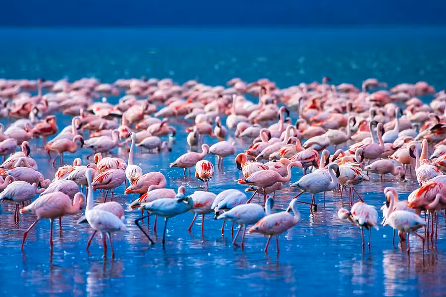 5 Nights,  Mombasa Beach Extension