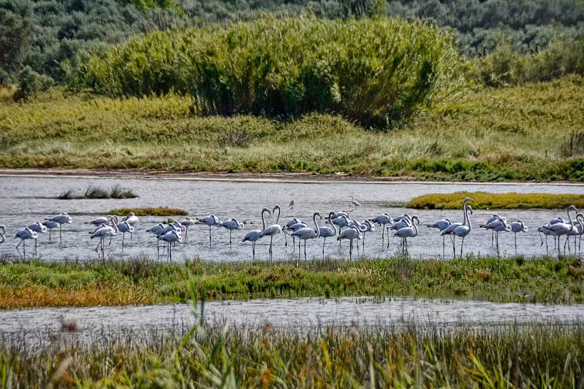 Villa Flamingo Outdoors