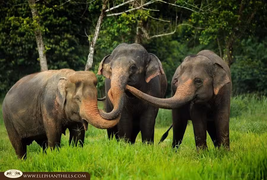 10 Nights,  Bangkok, Beach & Elephants