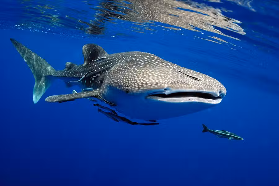 Exmouth Dive Whale Shark Swim