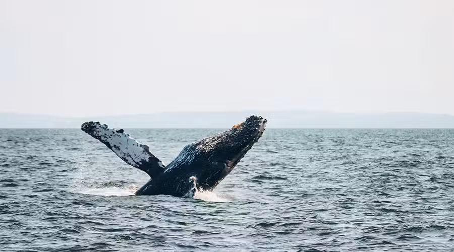Whale Watching Canada