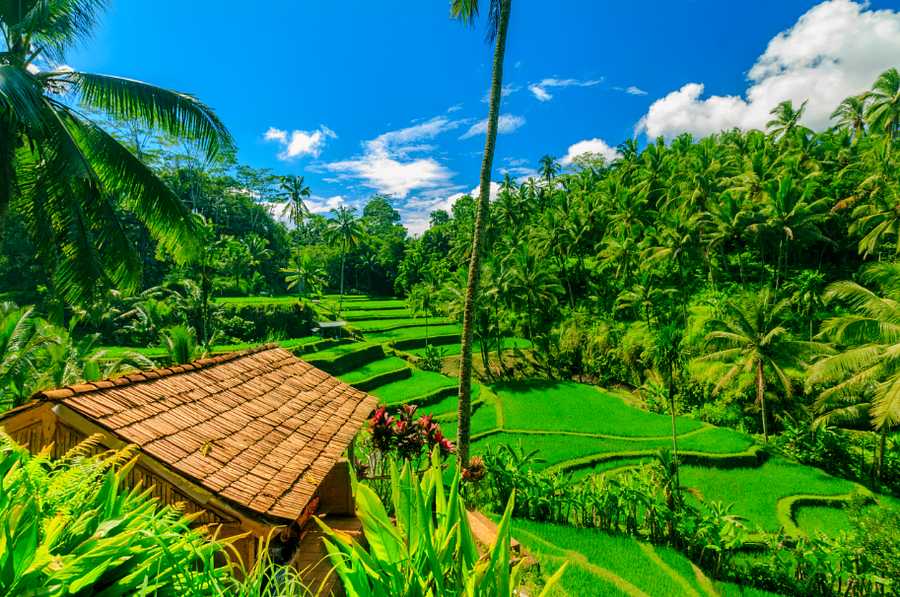 9 Nights,  Bali & Komodo