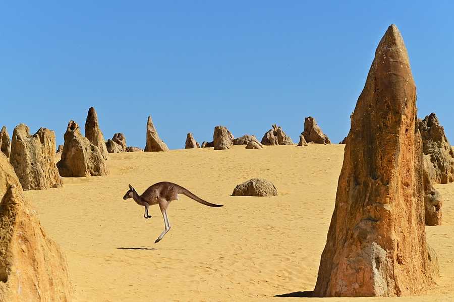 4WD Pinnacles, Koalas & Sand Boarding Adventure Tour