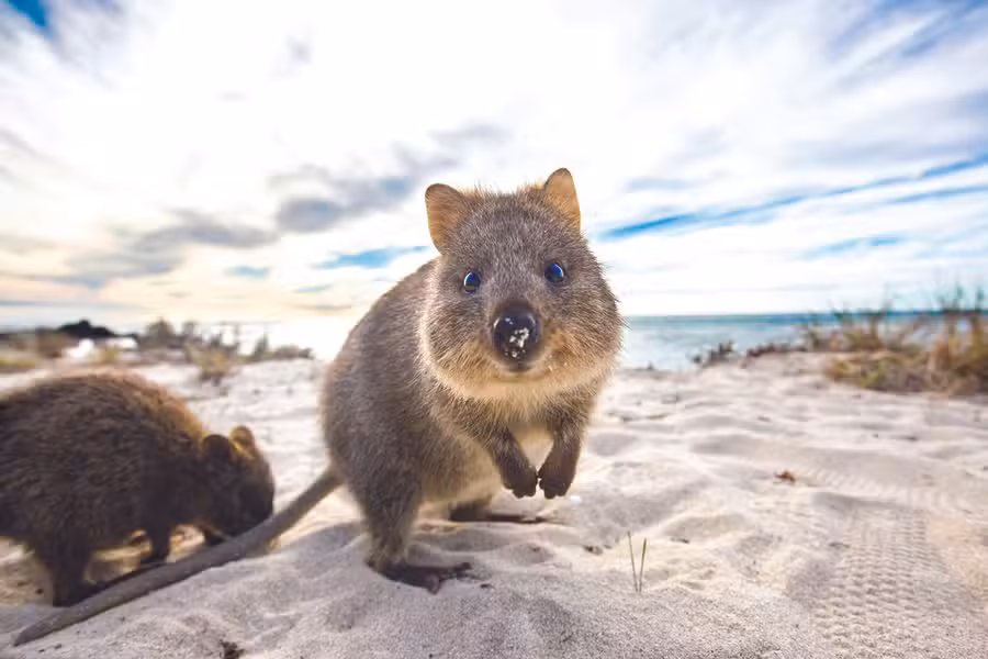 Rottnest Full Day Discover Tour From Perth