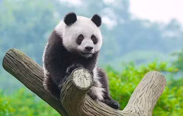 Wonders of China,  China