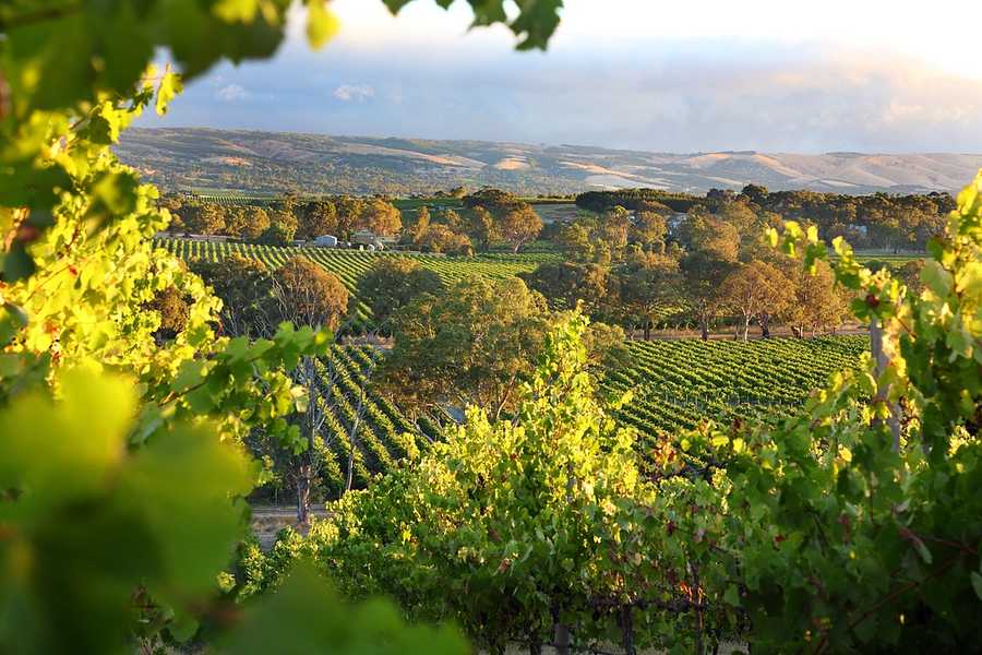 Uncork the McLaren Vale Tour