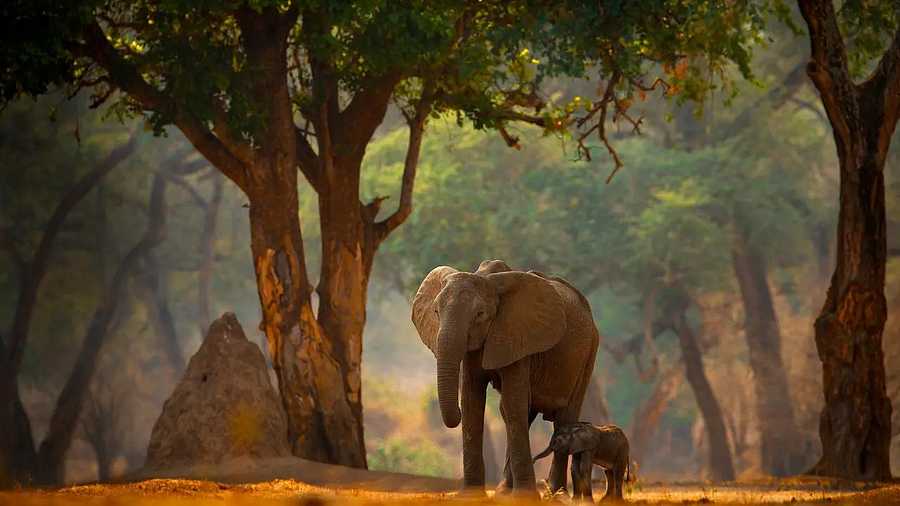 Luxury Safari Plains with a Mauritian Beach Escape,  South Africa  and  Mauritius