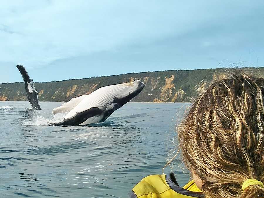 Whale Watching Ocean Kayaking & Beach 4WD Tour