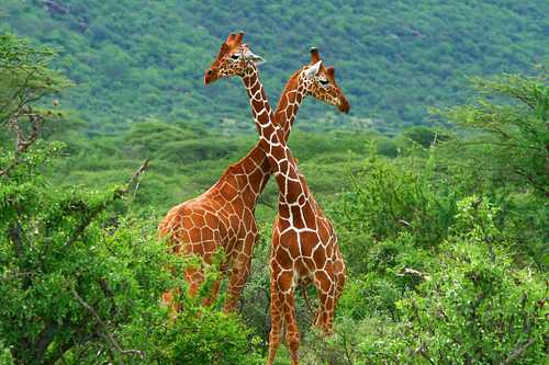 Africa Holidays