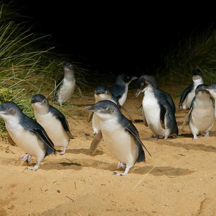 French & Phillip Island Wildlife Expedition