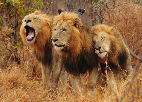 Wildlife Holidays