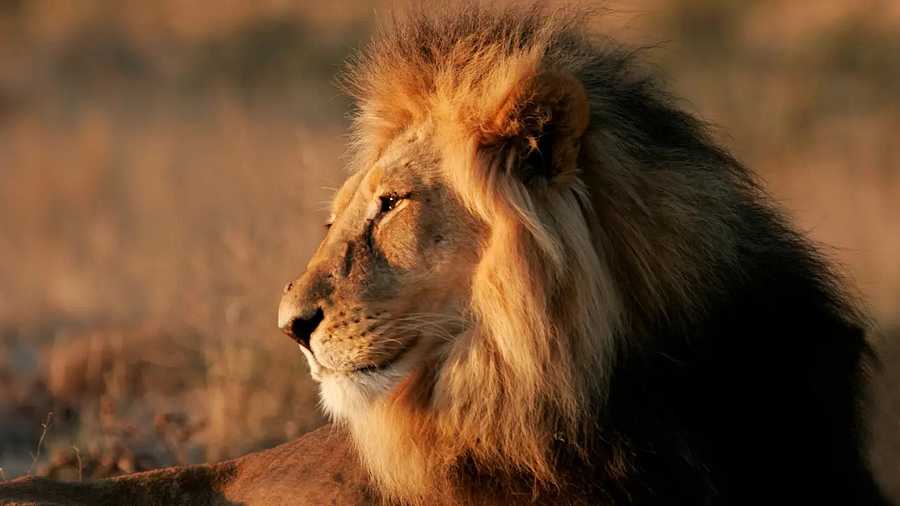 On Safari in South Africa - Rhino West Lodge,  South Africa