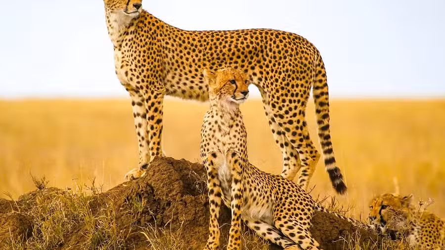 On Safari in South Africa at Mabula Lodge,  South Africa