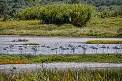 Villa Flamingo Outdoors