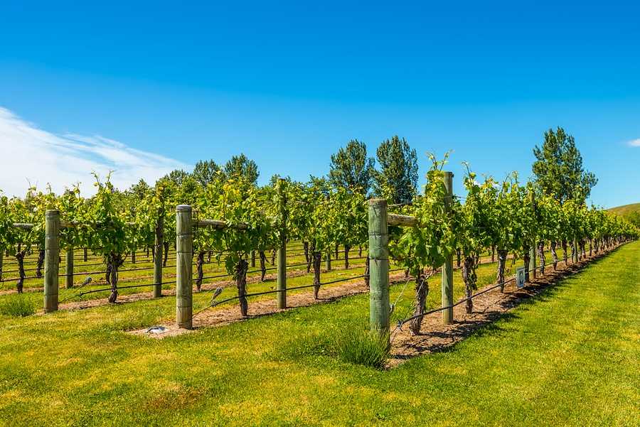 Napier Wine Experience Tour