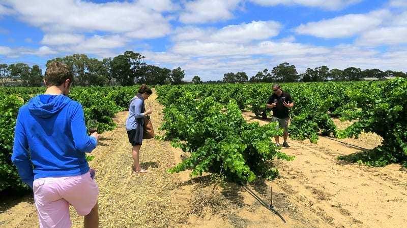 Uncork the Barossa Valley