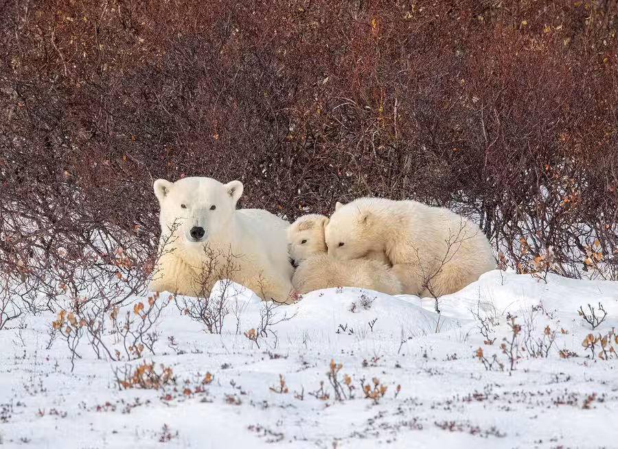 Polar Bears in Canada