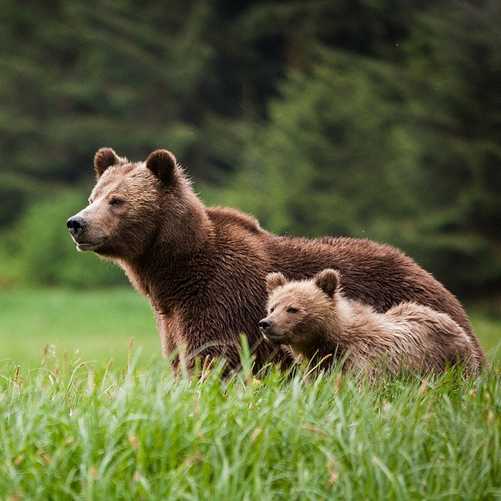 Canada Wildlife Holidays
