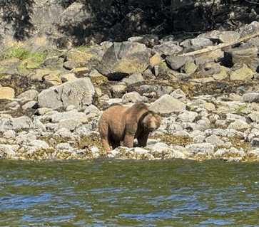 Knight Inlet Experience